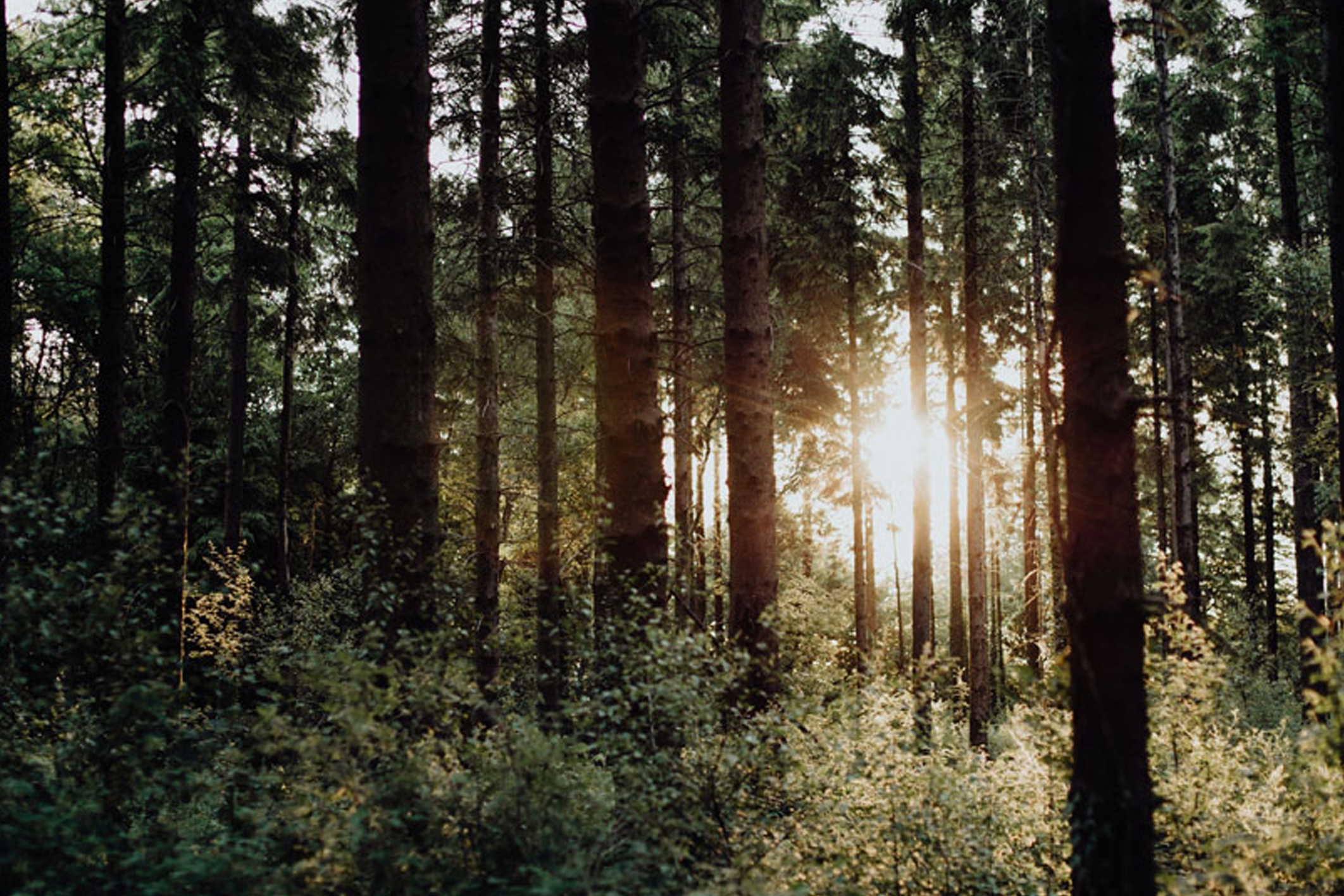 Sunlight shining through dense forest