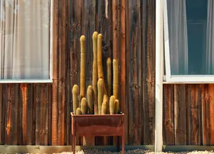 Cactus in front of building with solar panels on roof