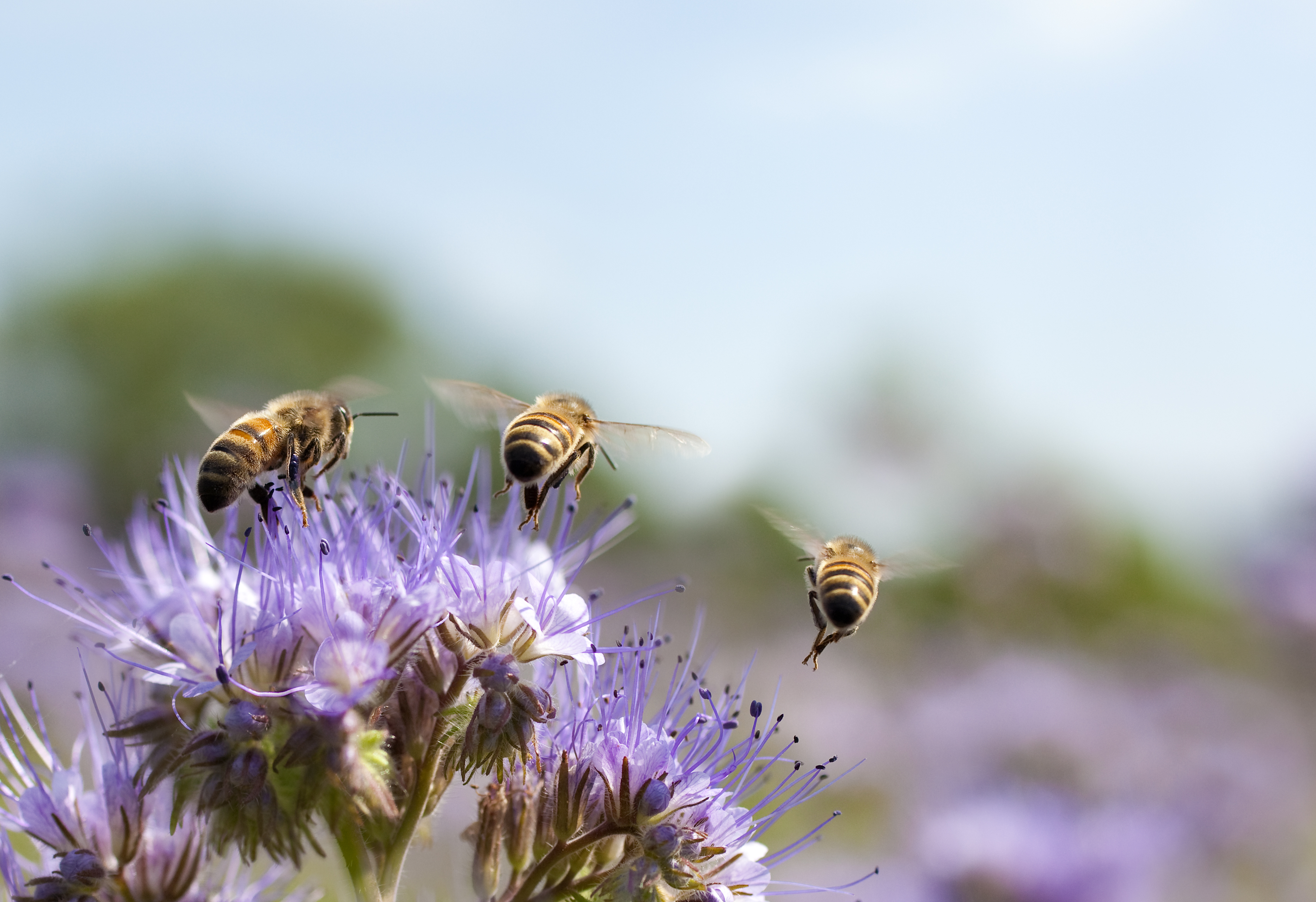 Honeybees on flowers