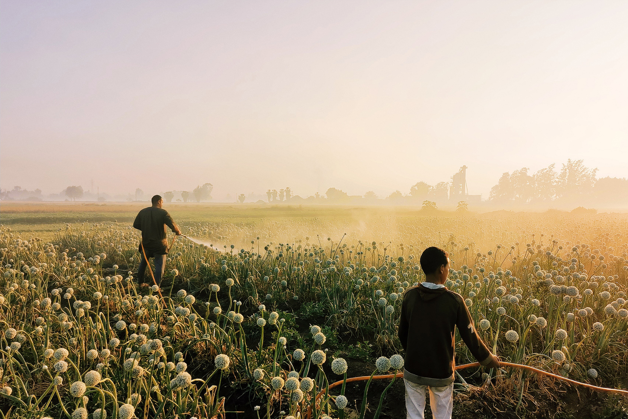 Farmers working field
