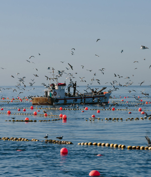 Seagulls flying above a fishing boat at sea