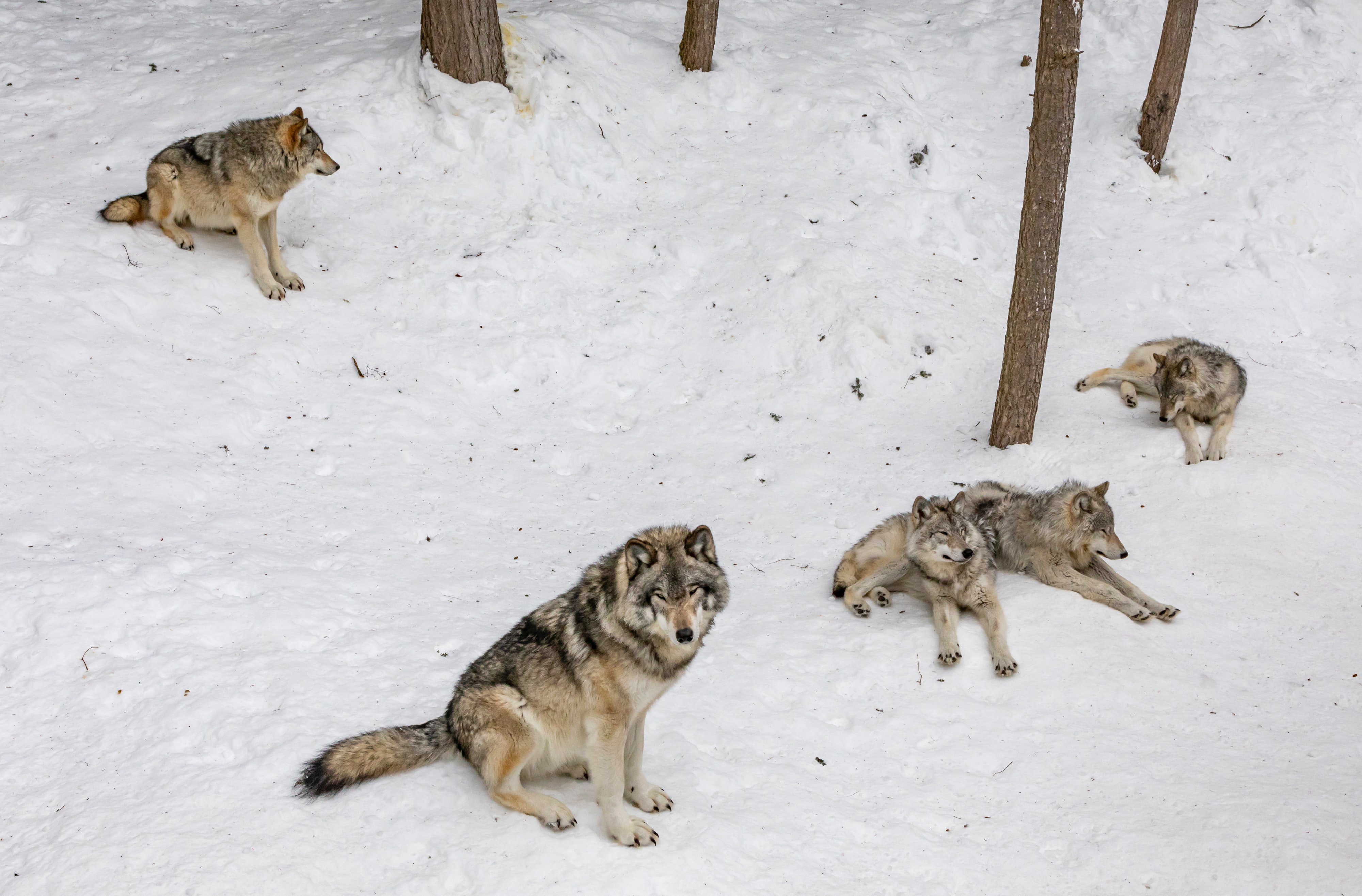 Wolves in Yellowstone, USA