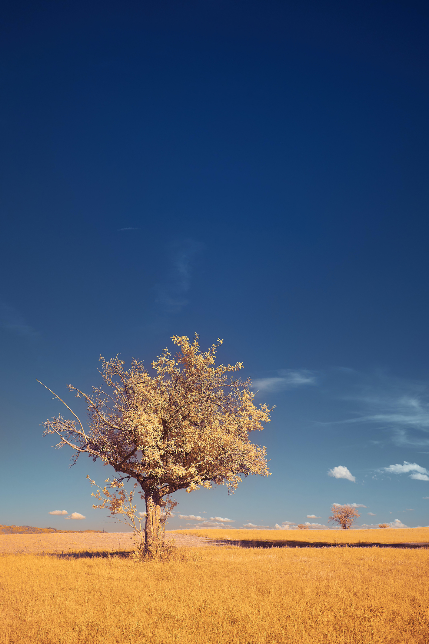 Tree in a field of yellow grass